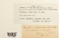 Porella crispata image