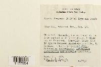 Mannia fragrans image