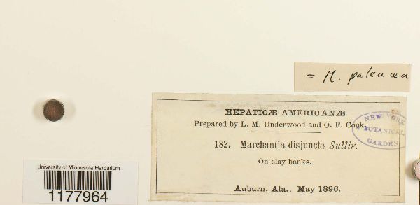 Marchantia paleacea image