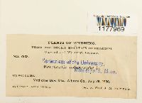 Marchantia polymorpha image