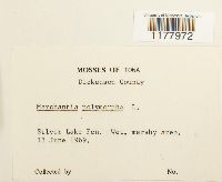 Marchantia polymorpha image