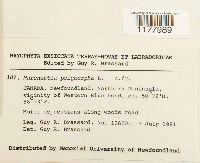 Marchantia polymorpha image