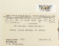 Marchantia polymorpha image