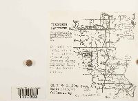 Marchantia polymorpha image