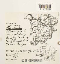 Marchantia polymorpha image