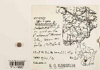 Marchantia polymorpha image