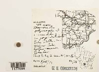 Marchantia polymorpha image