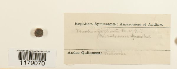 Marchantia plicata image