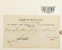 Media resource of Marchantia polymorpha