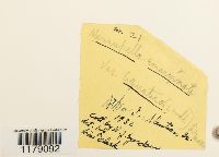 Marsupella emarginata image