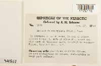 Marsupella emarginata image