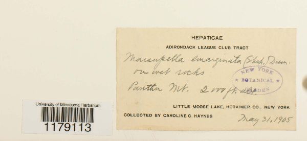 Marsupella emarginata image