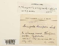 Marsupella emarginata image