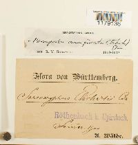 Marsupella emarginata image