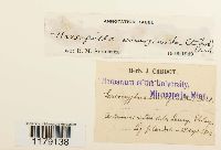 Marsupella emarginata image