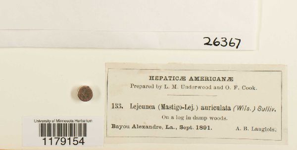 Mastigolejeunea auriculata image