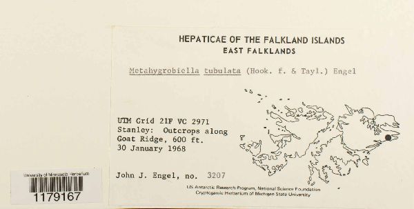 Metahygrobiella tubulata image