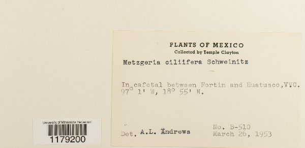 Metzgeria myriopoda image