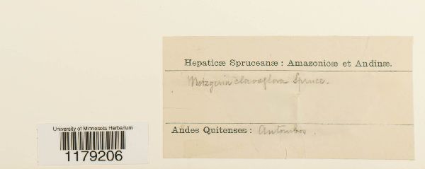 Metzgeria clavaeflora image