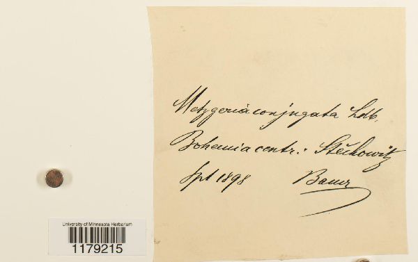 Metzgeria conjugata image