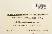 Metzgeria conjugata image