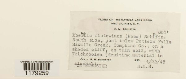 Moerckia hibernica image