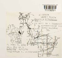 Moerckia hibernica image