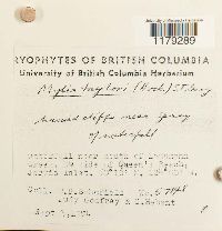 Thumbnail image of current specimen