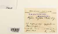 thumbnail image of current specimen