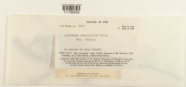 Spiridentaceae image