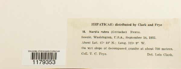 Solenostoma rosulans image