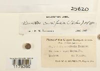 Nowellia curvifolia image