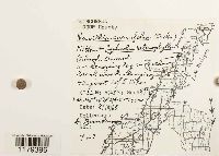 Nowellia curvifolia image