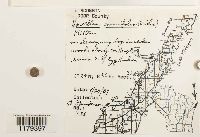 Nowellia curvifolia image