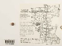 Nowellia curvifolia image