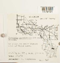 Nowellia curvifolia image