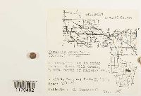 Nowellia curvifolia image