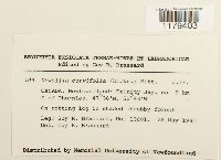 Nowellia curvifolia image