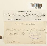 Nowellia curvifolia image