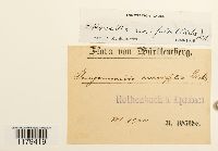 Nowellia curvifolia image