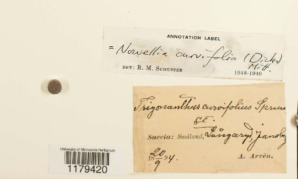 Nowellia curvifolia image