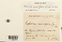 Nowellia curvifolia image