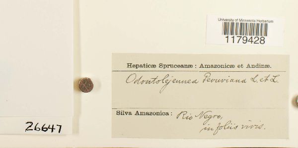 Cyclolejeunea peruviana image