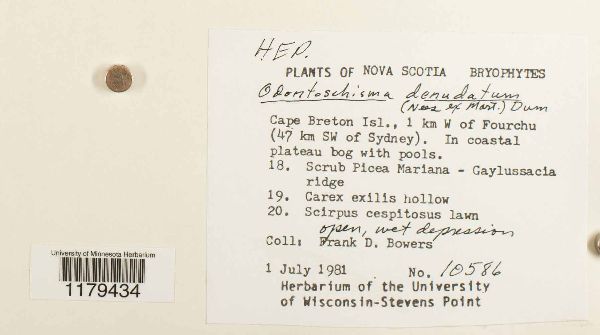 Odontoschisma denudatum image