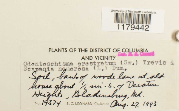 Odontoschisma sphagni image