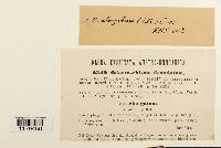 Odontoschisma denudatum image