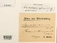 Odontoschisma sphagni image