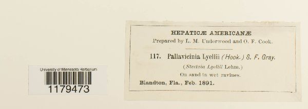 Pallaviciniaceae image