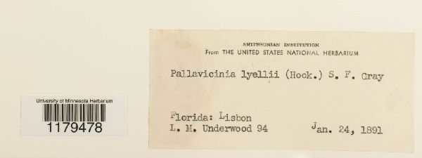 Pallavicinia lyellii image