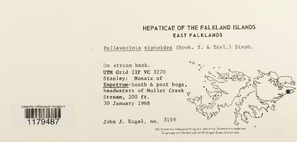 Pallavicinia xiphoides image